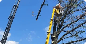 Tree trimming and pruning service