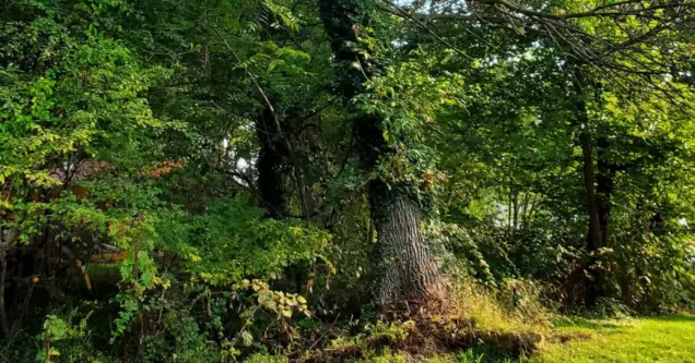 7 Signs Your Tree Needs Immediate Removal Before the Next Thunderstorm