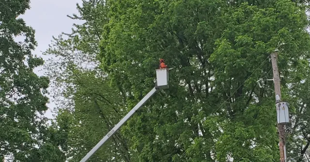 Worker in a red hard hat in an aerial lift bucket among green tree branches beside a utility pole.
