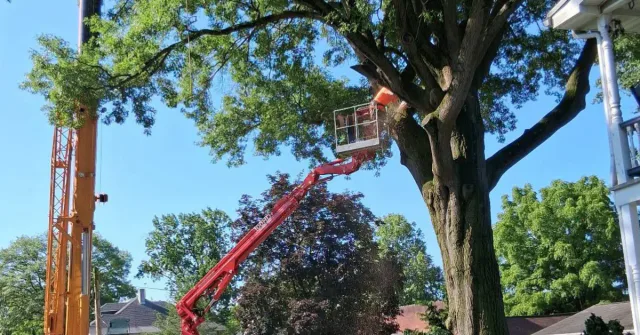 Worker in an orange aerial lift bucket pruning branches high in a large shade tree near a house.