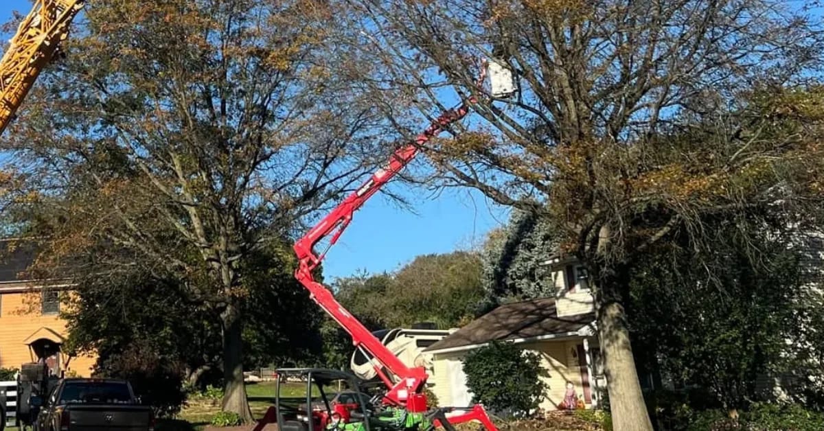 Compact aerial lift raised high into a large tree with a worker in the bucket trimming branches near a house.