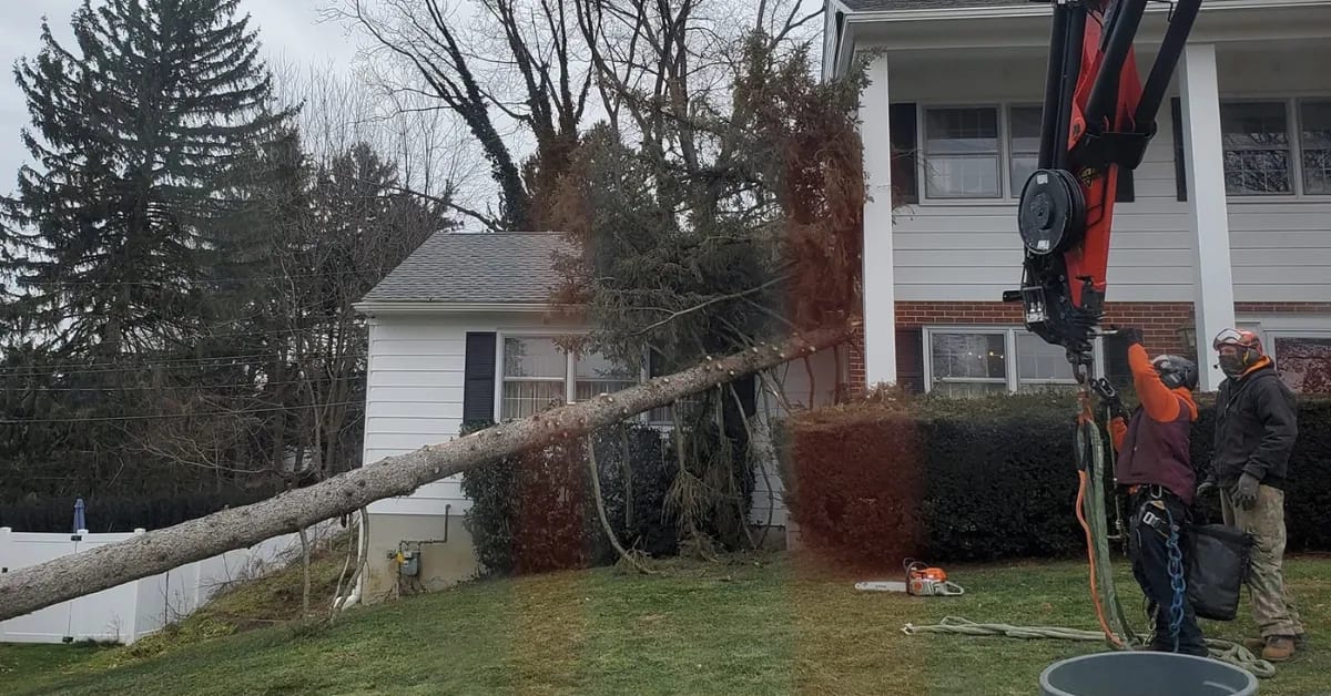 A large fallen tree leaning against a house's roof and gutter, with workers preparing rigging and a chainsaw for removal.