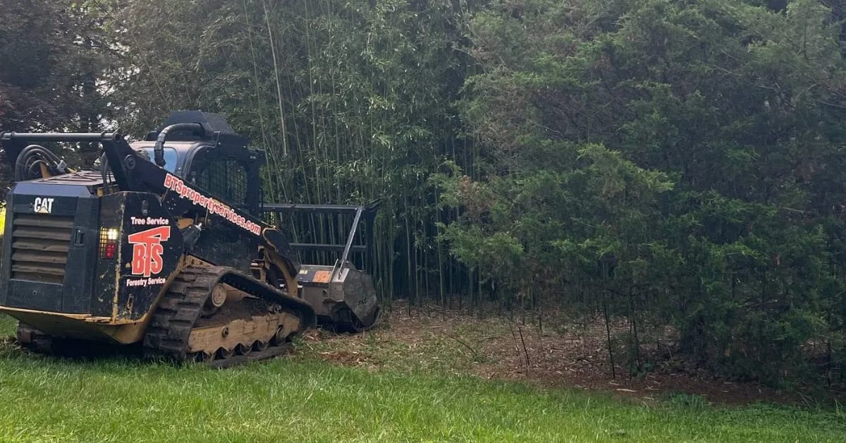 A tracked skid-steer fitted with a mulching head clears dense brush and bamboo at the edge of a mowed lawn.
