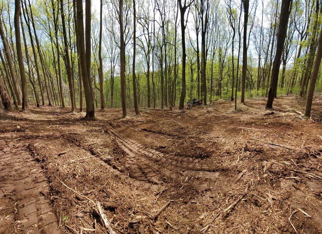 Thinned woodland after forestry mulching, with mulched debris and machine tracks covering the cleared forest floor.